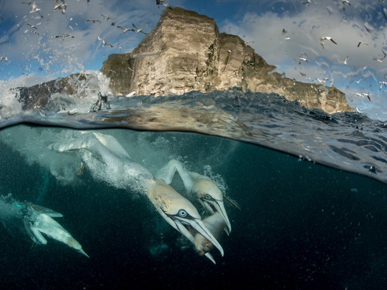 Gannets under water in Scotland