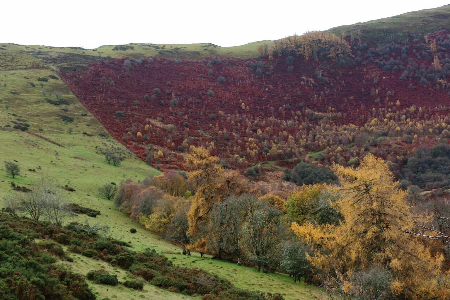 Hillside with visible difference between grazed land and woodland recovery at the border of the reserve