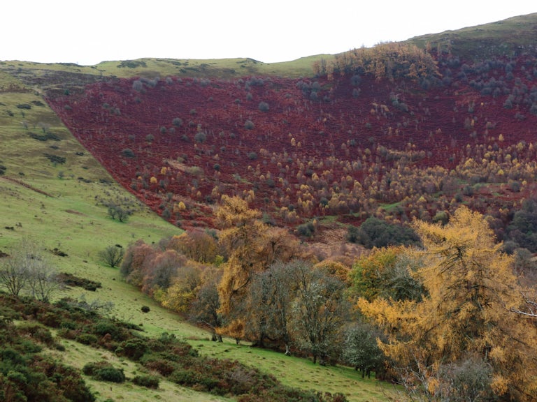 Hillside with visible difference between grazed land and woodland recovery at the border of the reserve