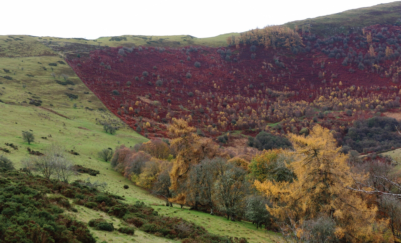 Hillside with visible difference between grazed land and woodland recovery at the border of the reserve