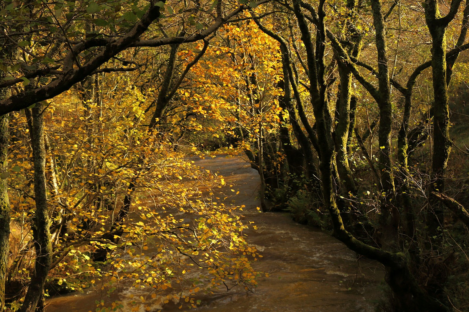 The River Marteg meandering beneath autumnal trees adorned with golden leaves at the Glifach Rewilding Project