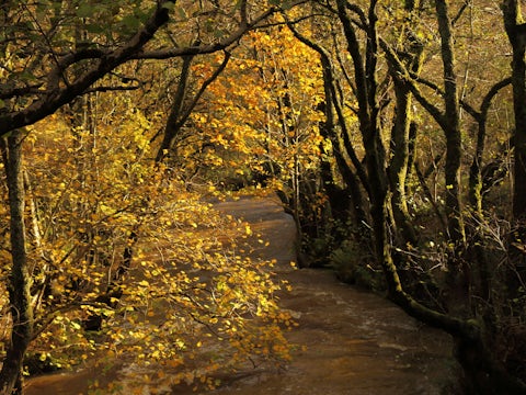 The River Marteg meandering beneath autumnal trees adorned, Gilfach