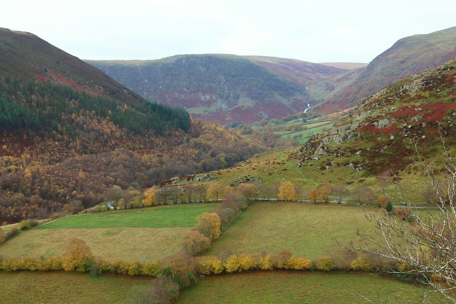 Gilfach wide view pasture grazed land woodland