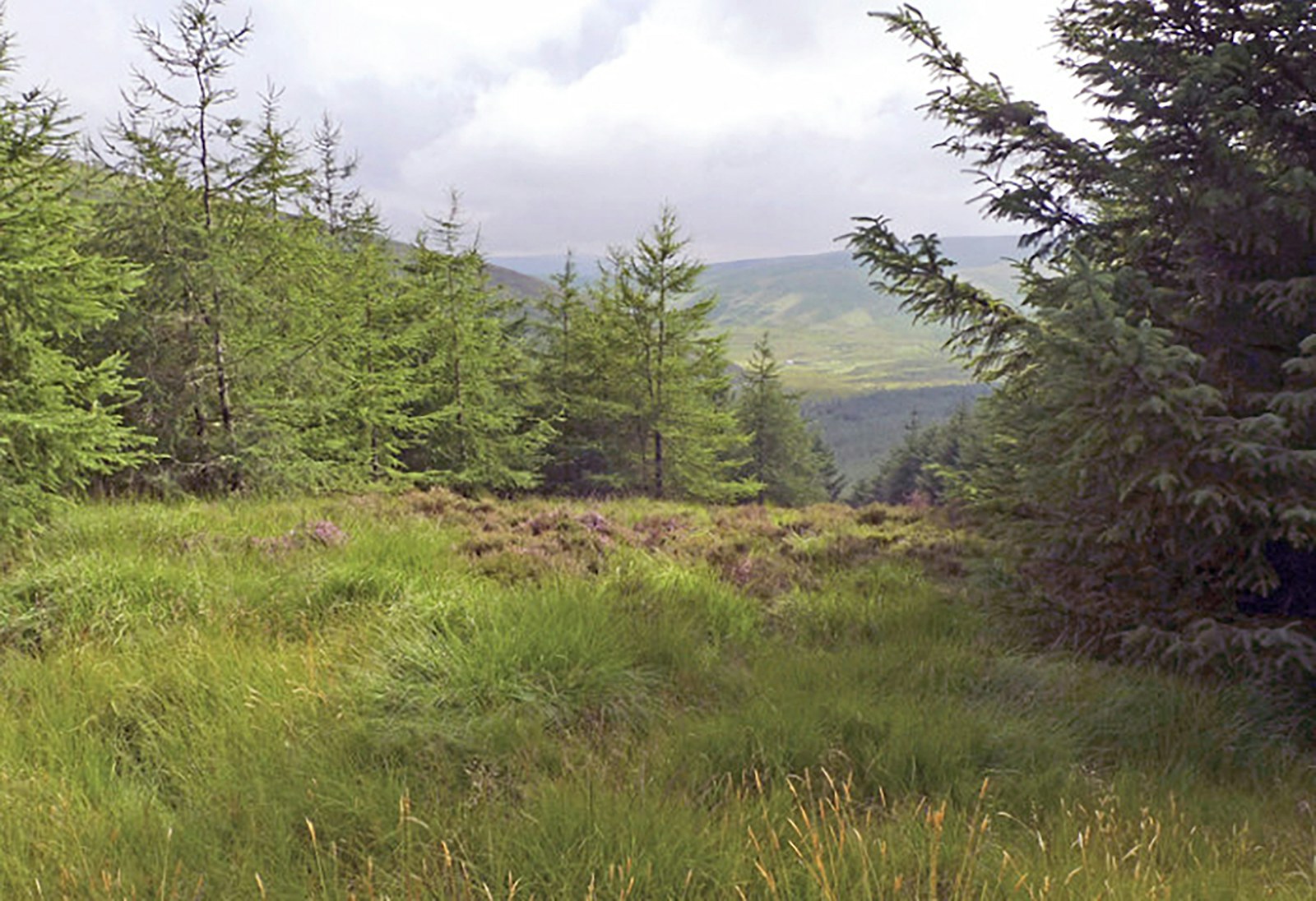 Trees at Glenlude in Scotland