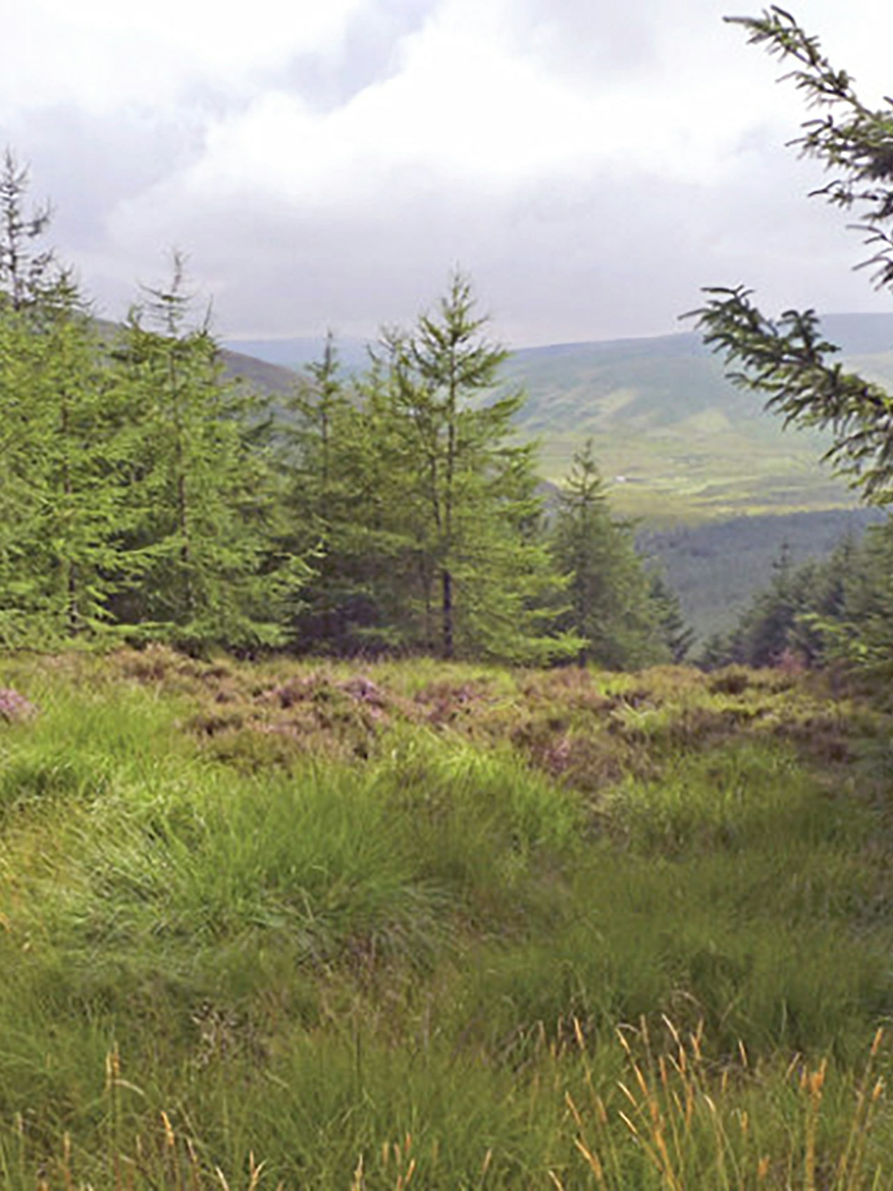Trees at Glenlude in Scotland