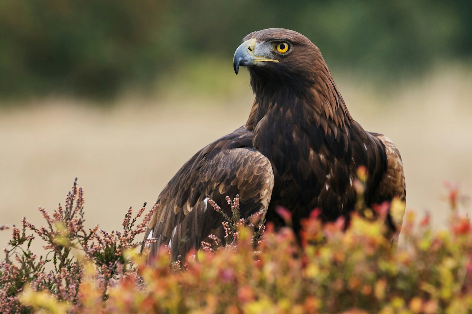 A golden eagle takes in its surroundings from its spot amongst moorland vegetation.