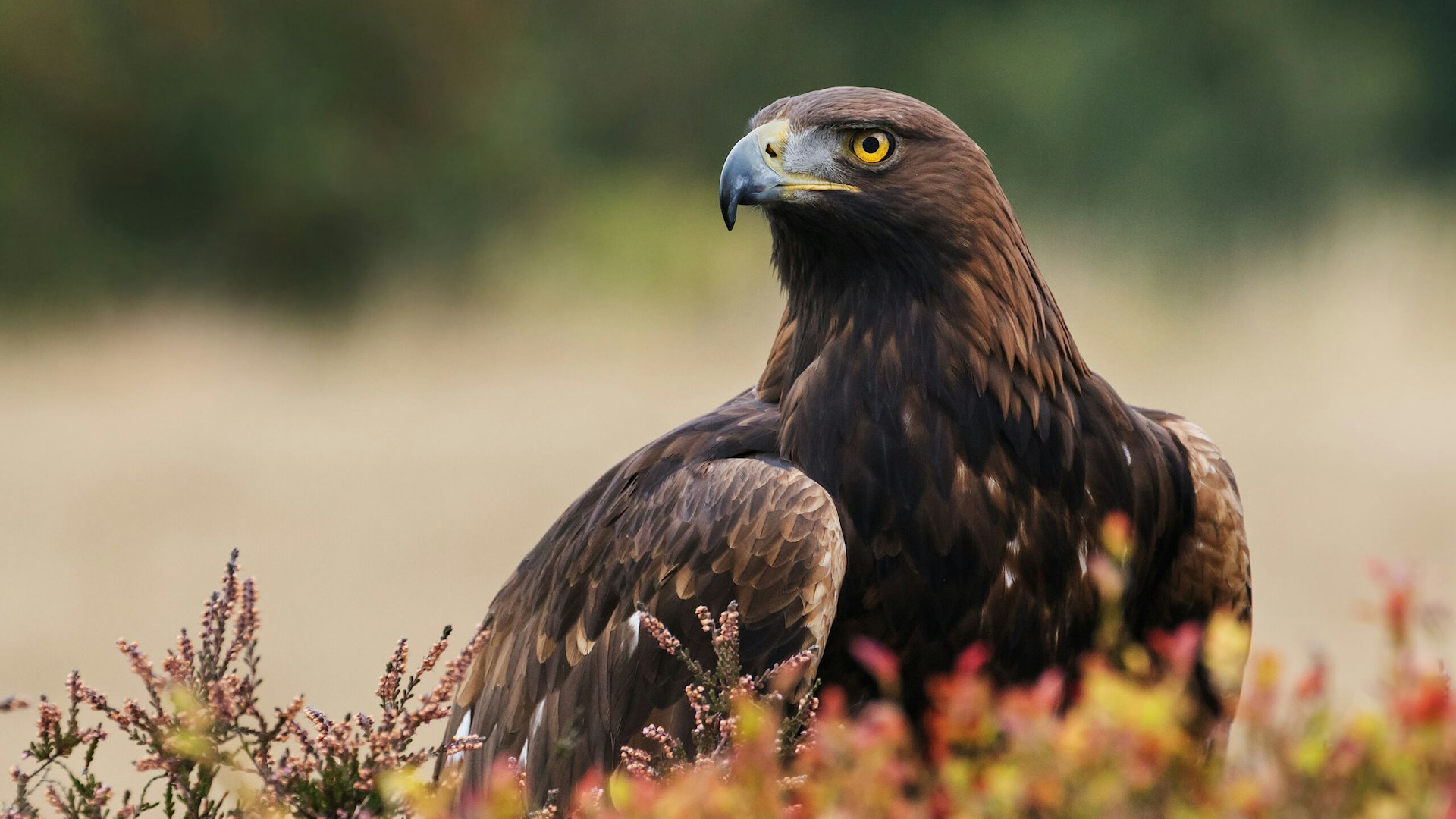 A golden eagle takes in its surroundings from its spot amongst moorland vegetation.