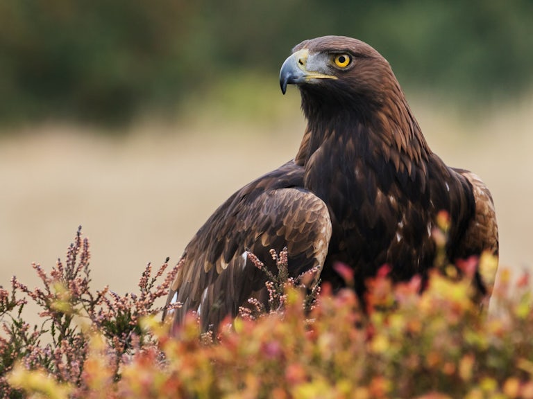A golden eagle takes in its surroundings from its spot amongst moorland vegetation.