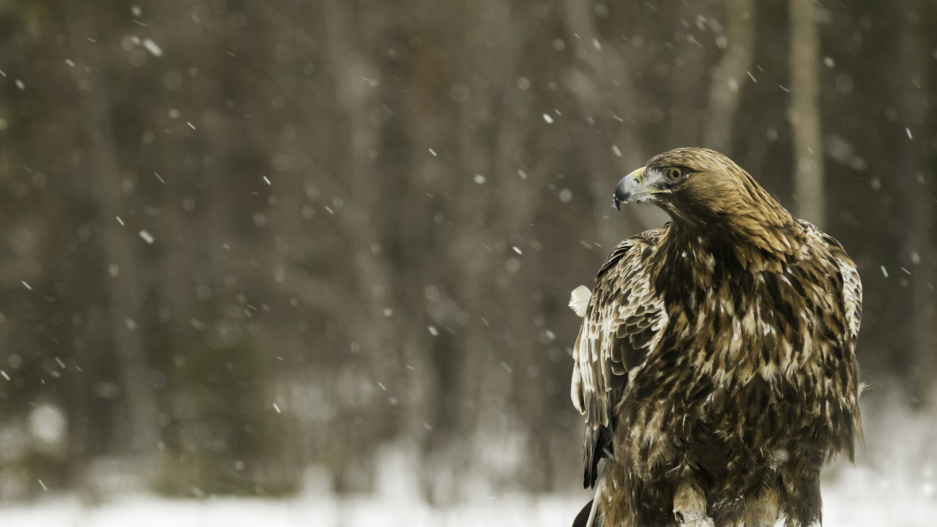 Golden eagle