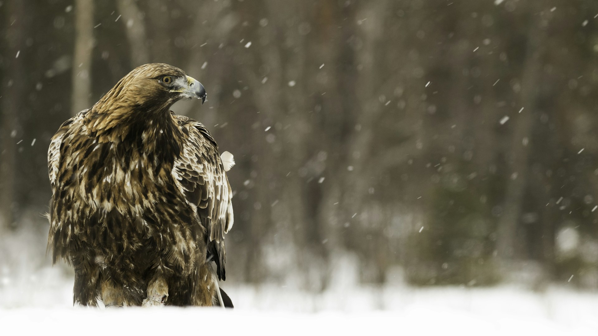 Golden Eagle in snowy moorland habitat