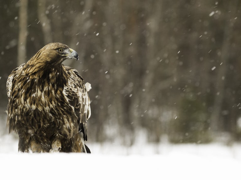 Golden Eagle in snowy moorland habitat