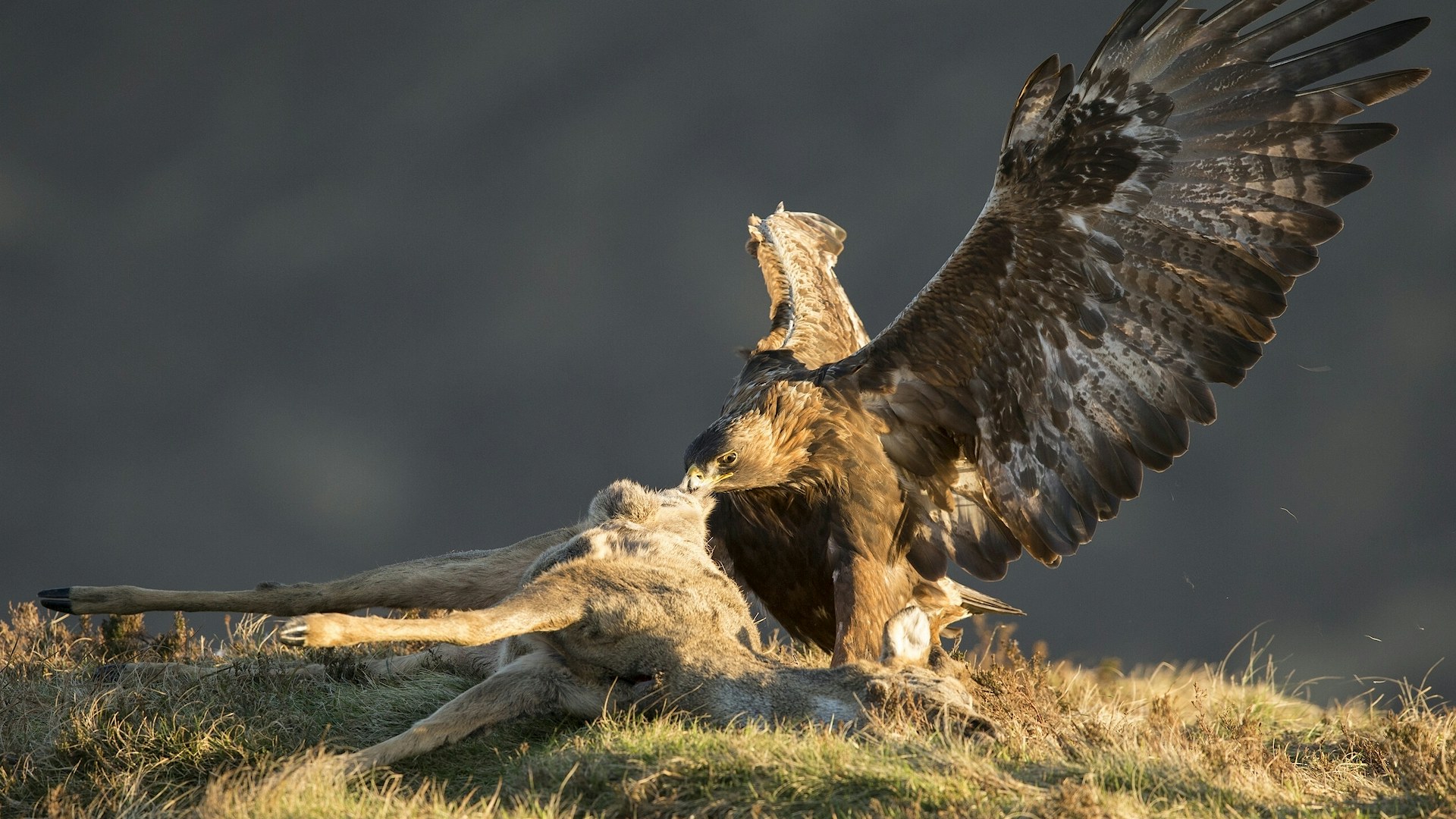 Golden eagle feeding