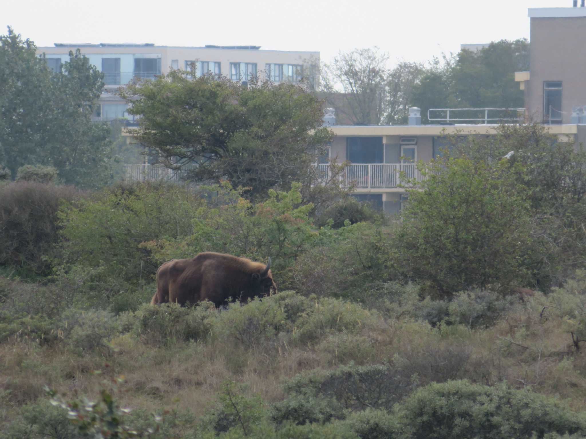 Grazing bison, Kraansvlak in the Netherlands