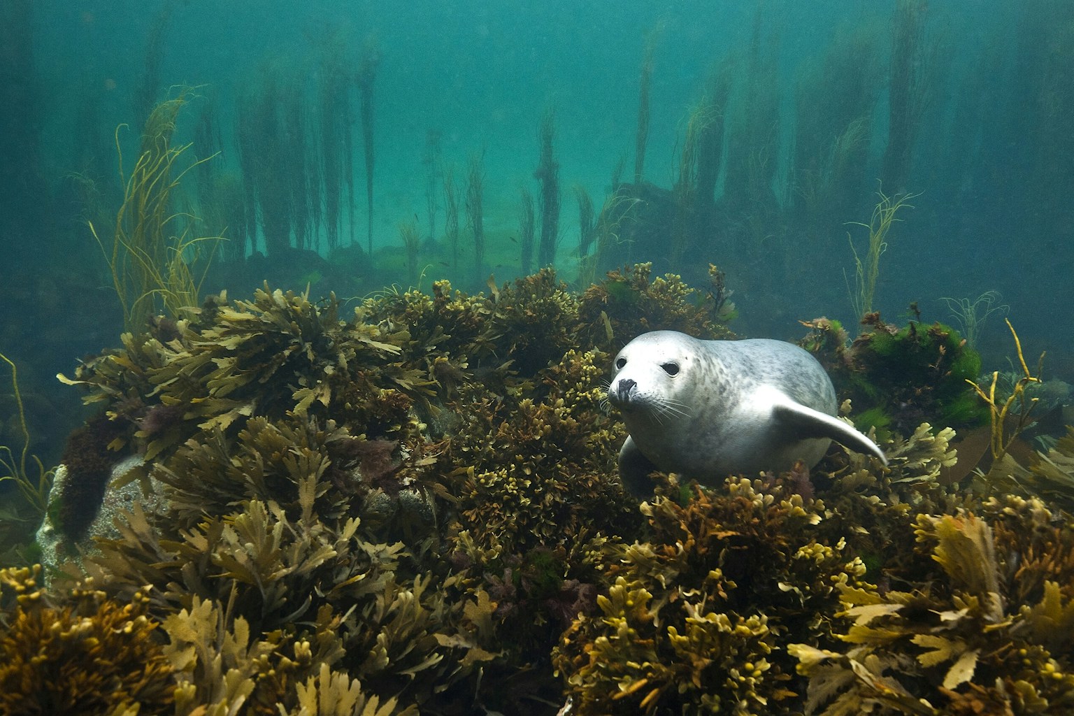 Grey seal pup