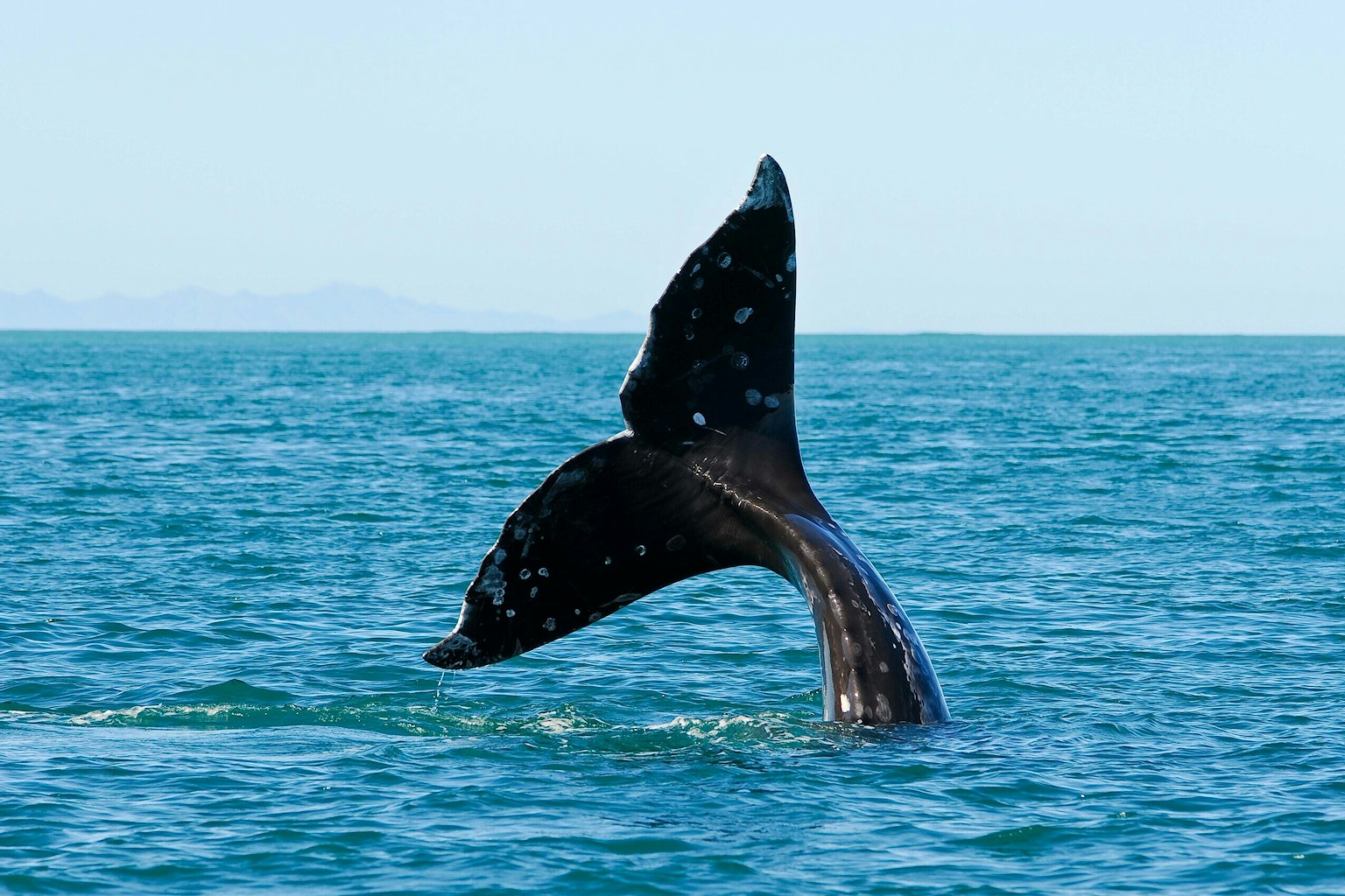 Grey whale tail