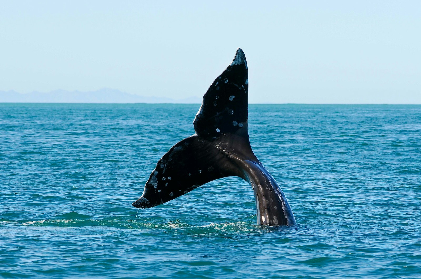 Grey whale tail