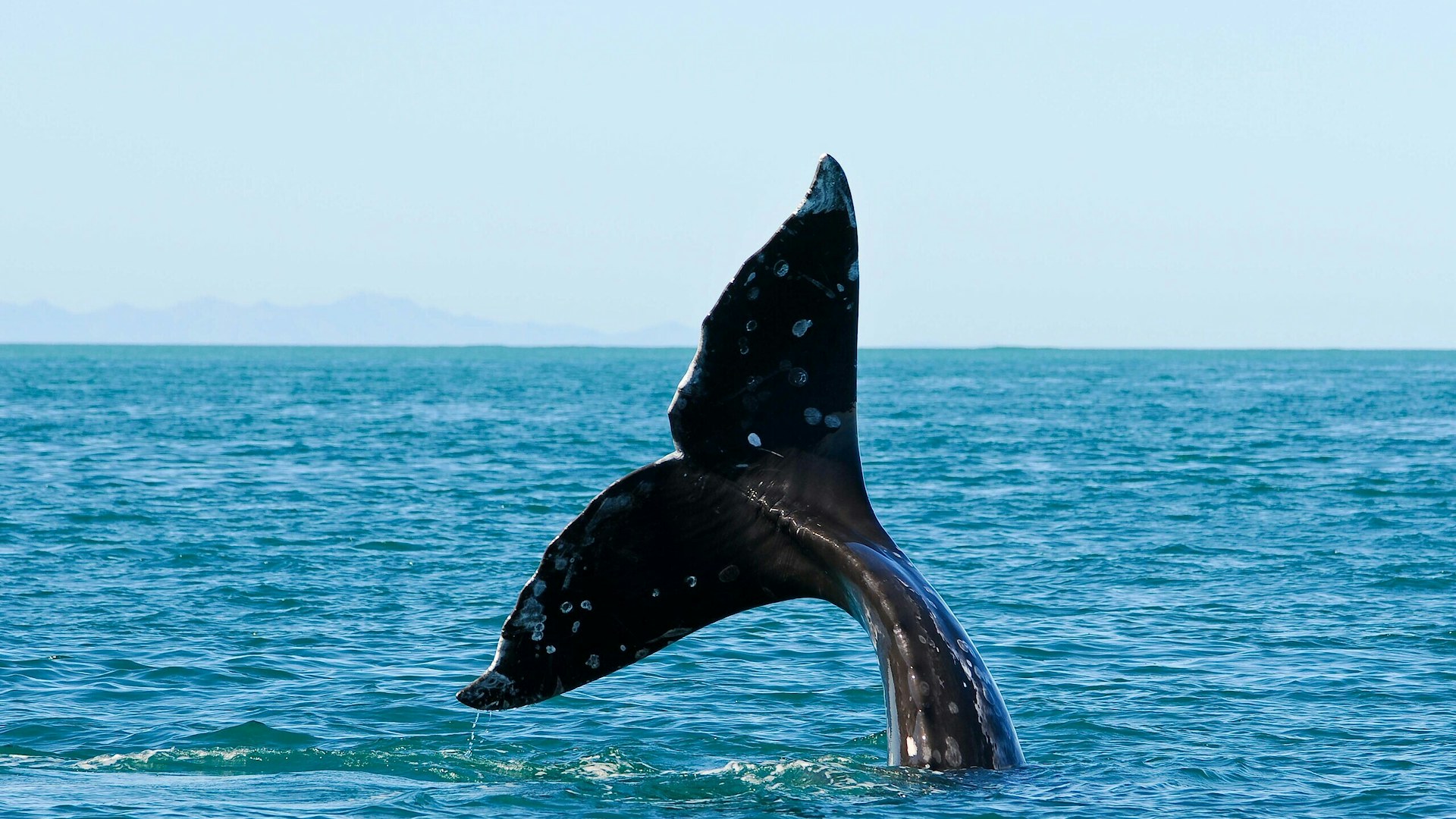 Grey whale tail