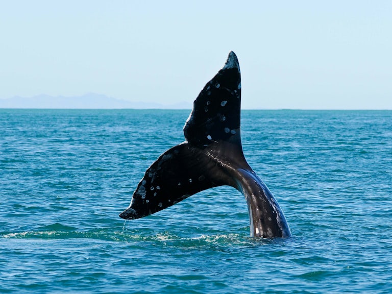 Grey whale tail