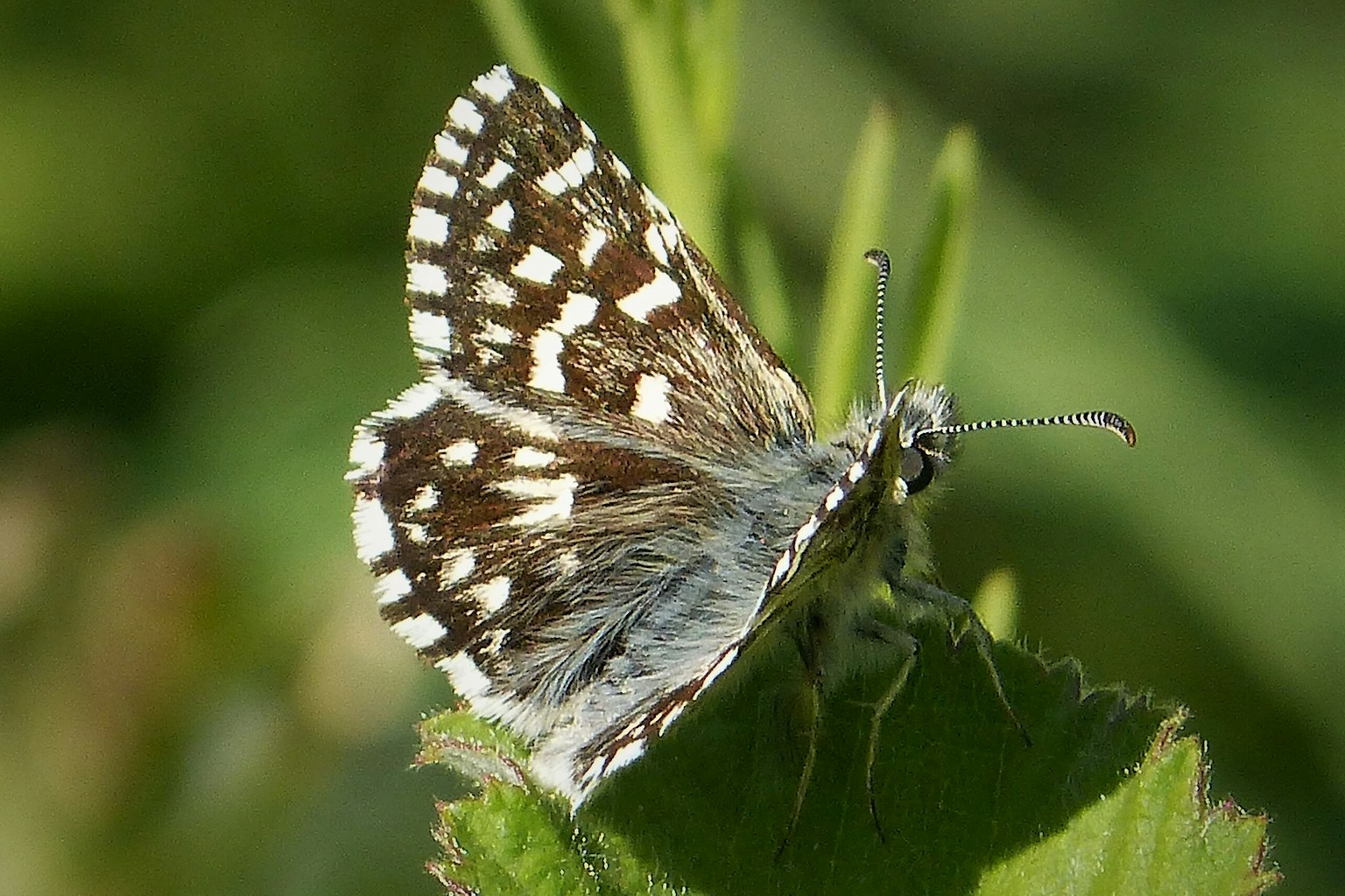 Grizzled Skipper