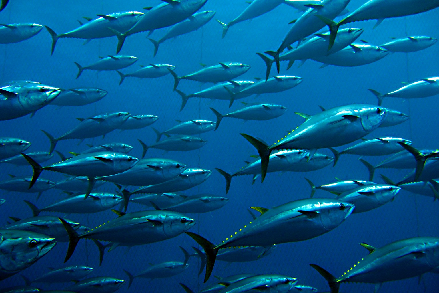 Group of giant tuna.