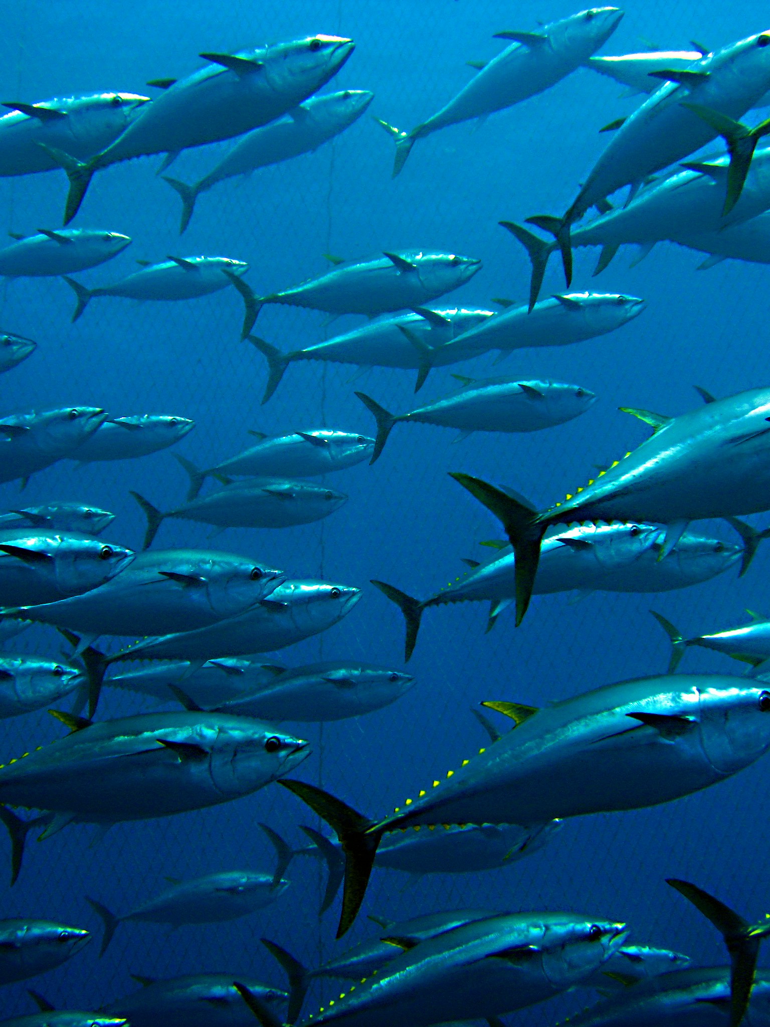 Group of giant tuna.