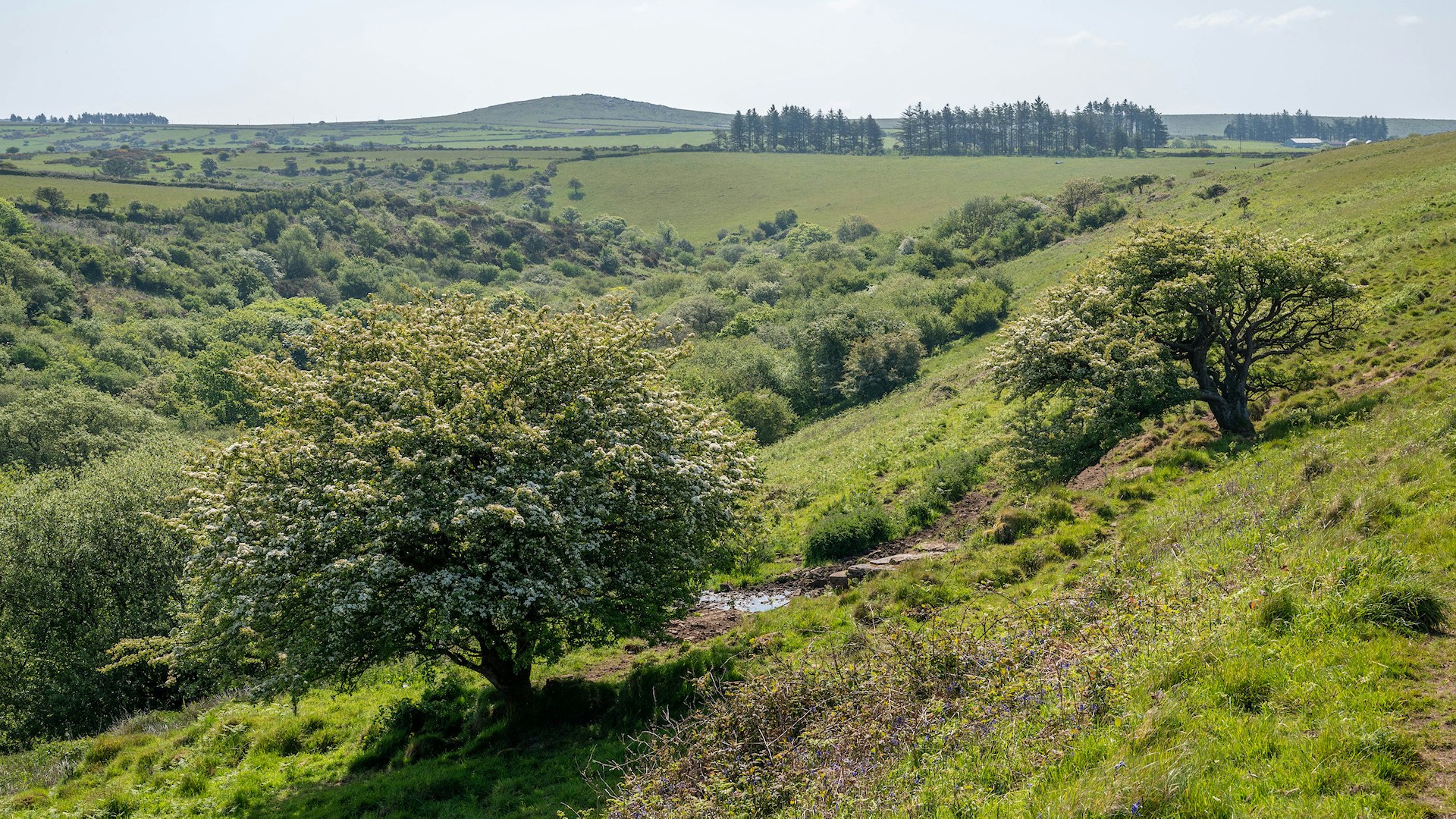 Rewilding landscape, Hamatethy Rewilding Project