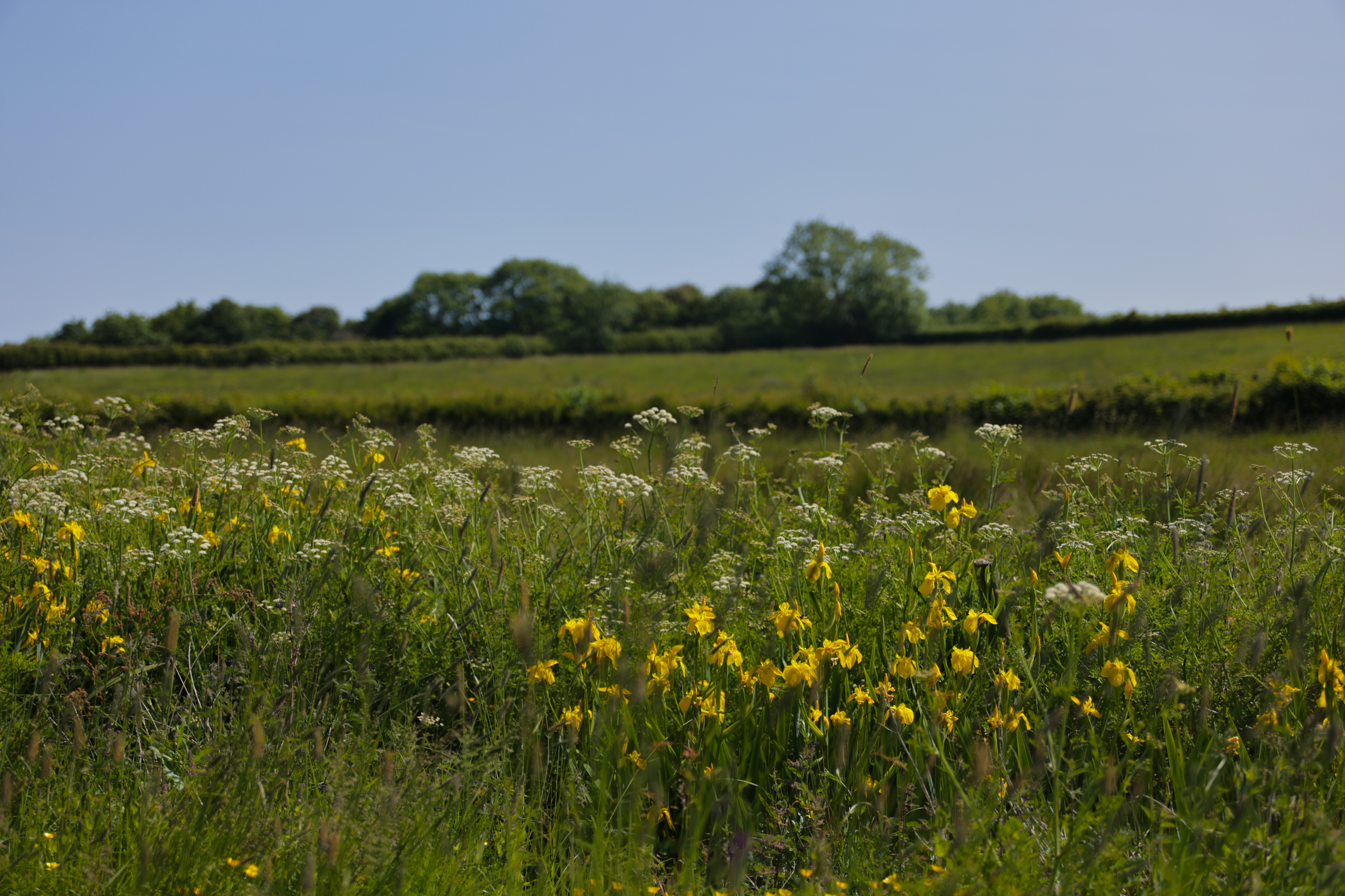 Flowers in fields at Heal Rewilding in Somerset