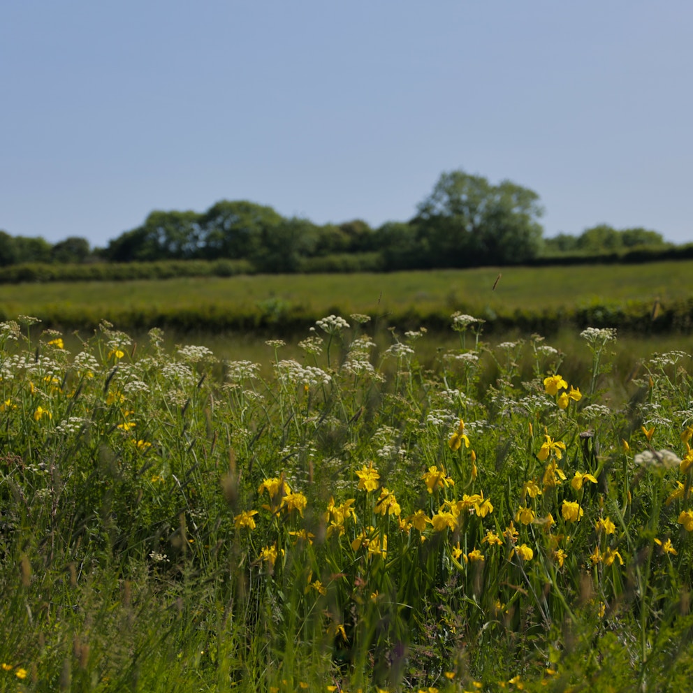 Flowers in fields at Heal Rewilding in Somerset