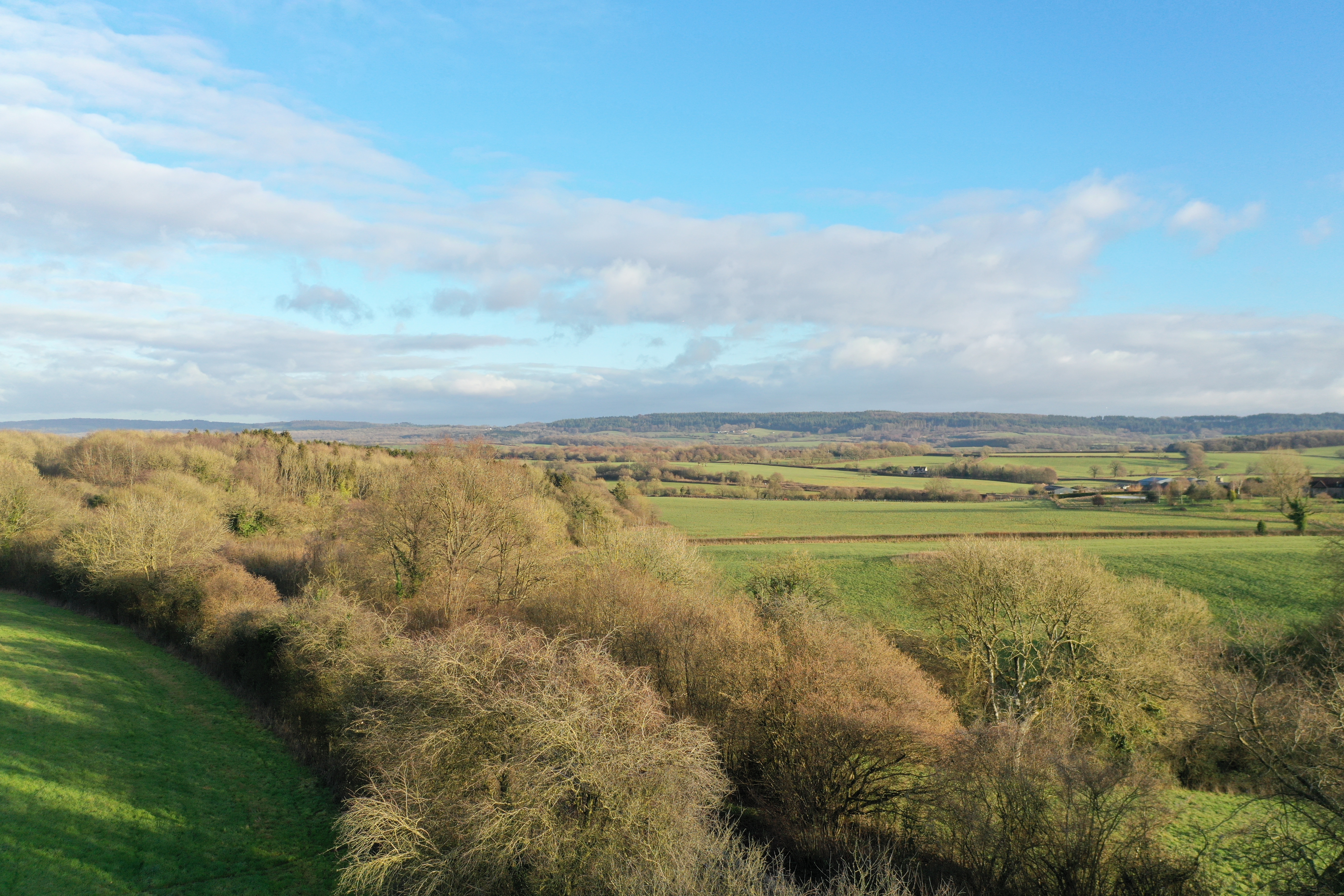 Hedgerows, trees and fields at Heal Rewilding in Somerset