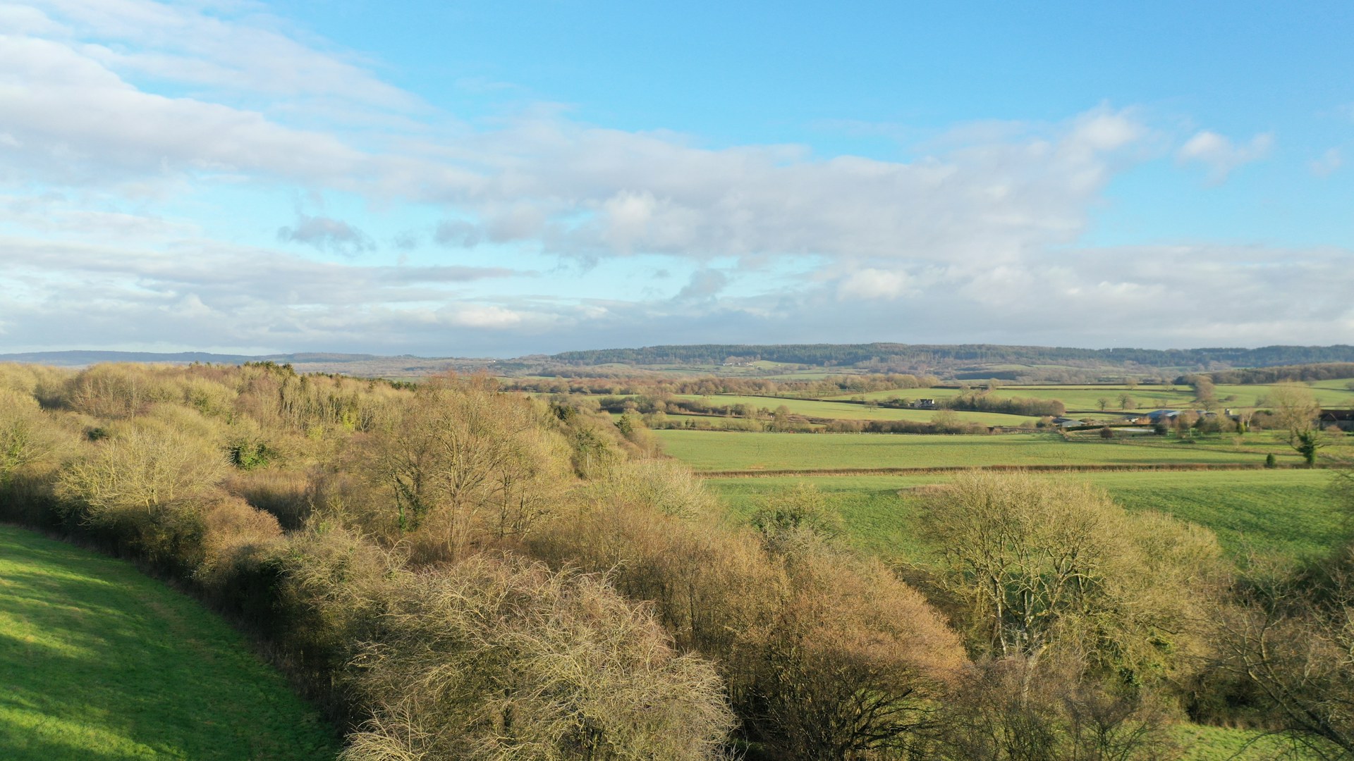 Hedgerows, trees and fields at Heal Rewilding in Somerset