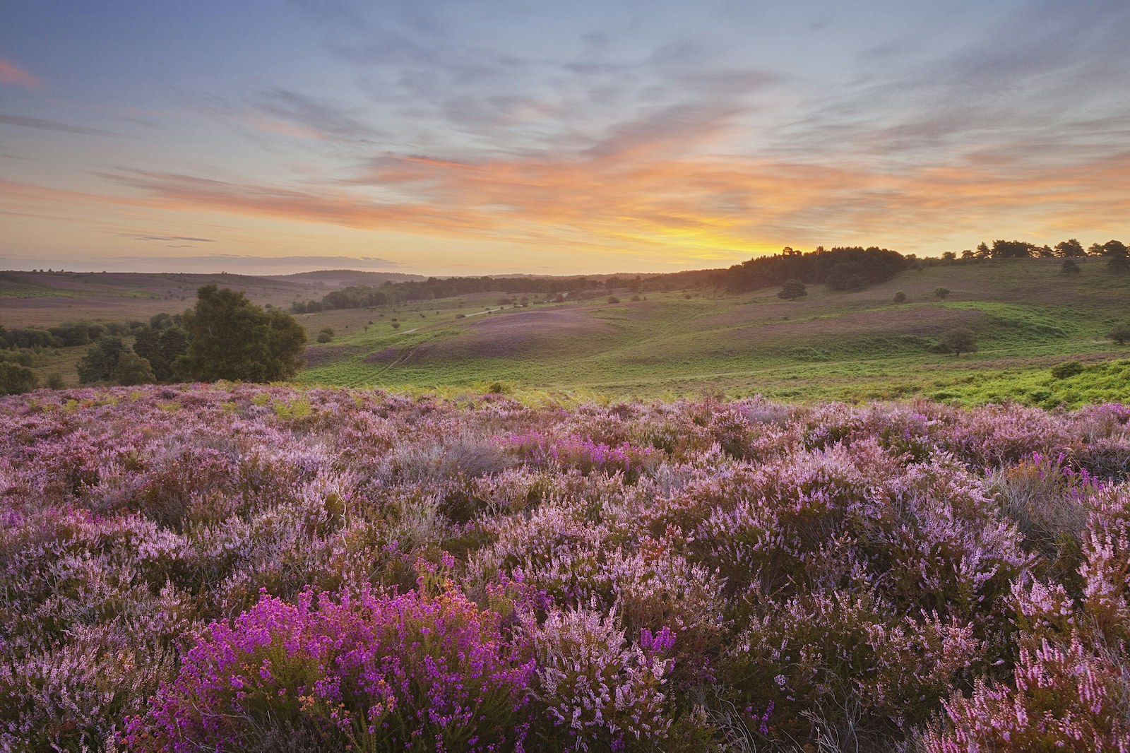 Heather in bloom on heathland