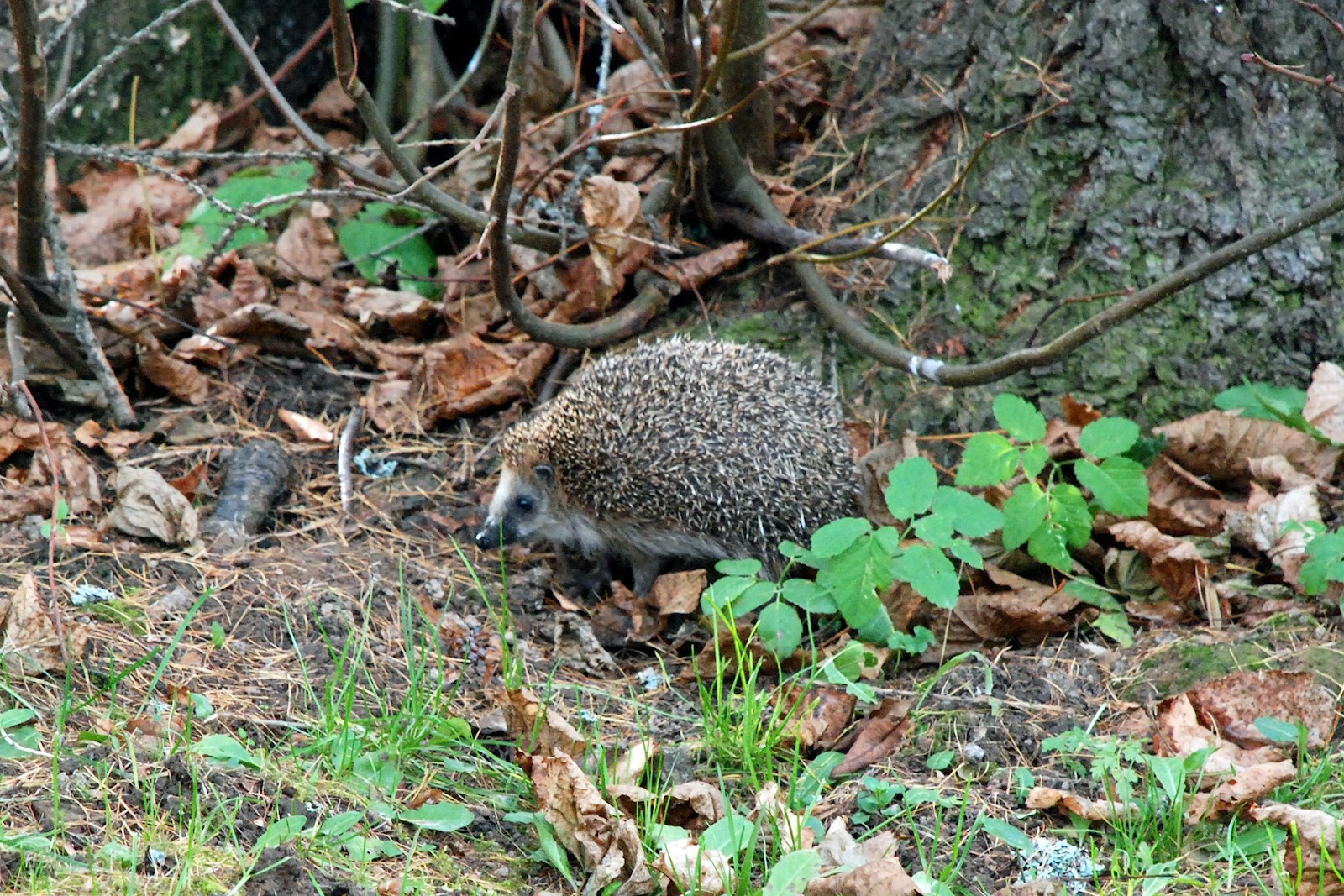 Hedgehog leaves decay