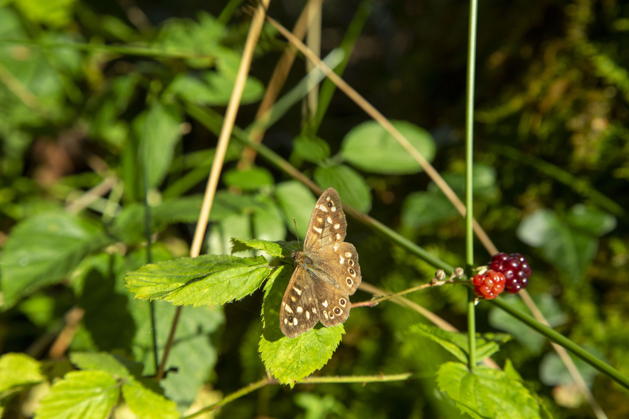Speckled wood butterfly on bramble