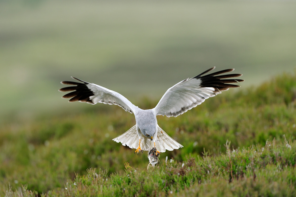 Hen harrier