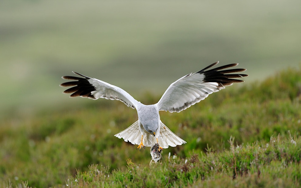 Hen harrier