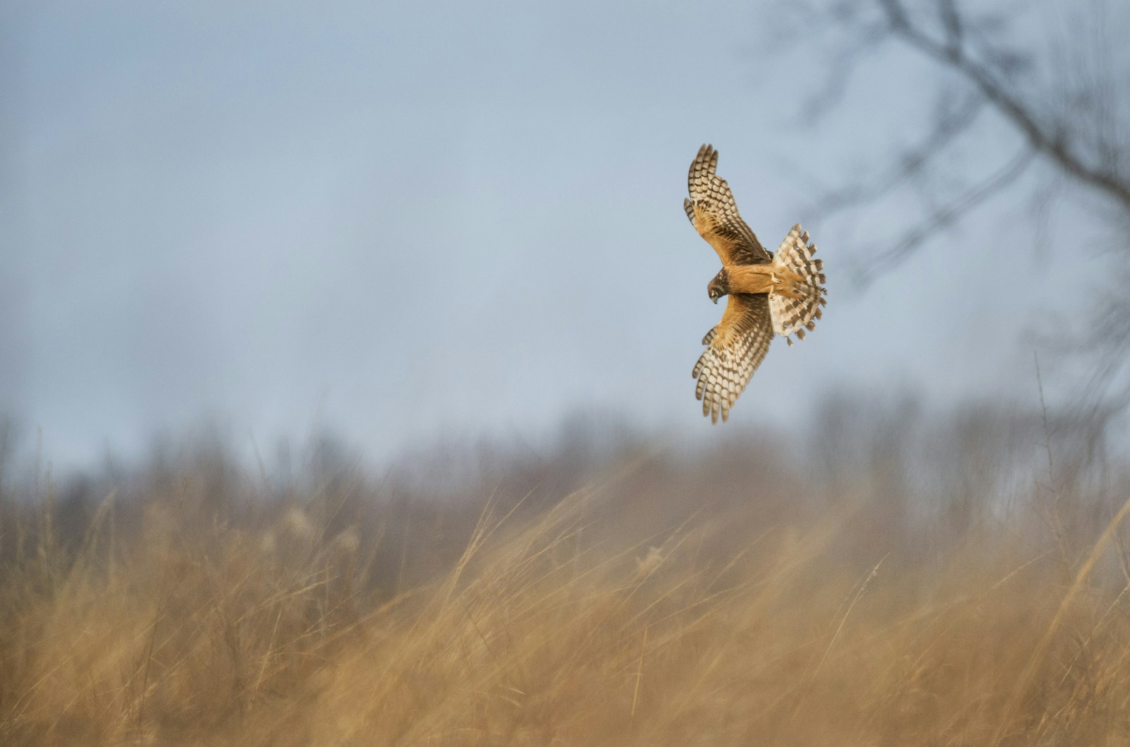 Hen Harrier