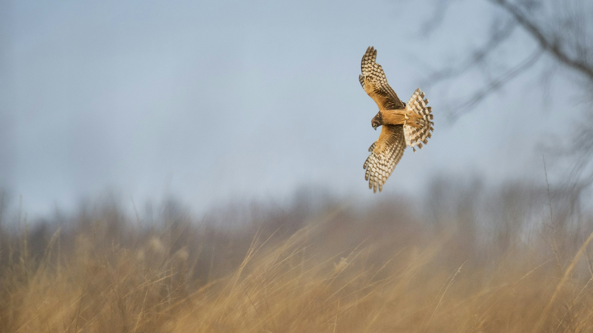 Hen Harrier