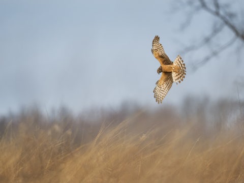 Hen Harrier