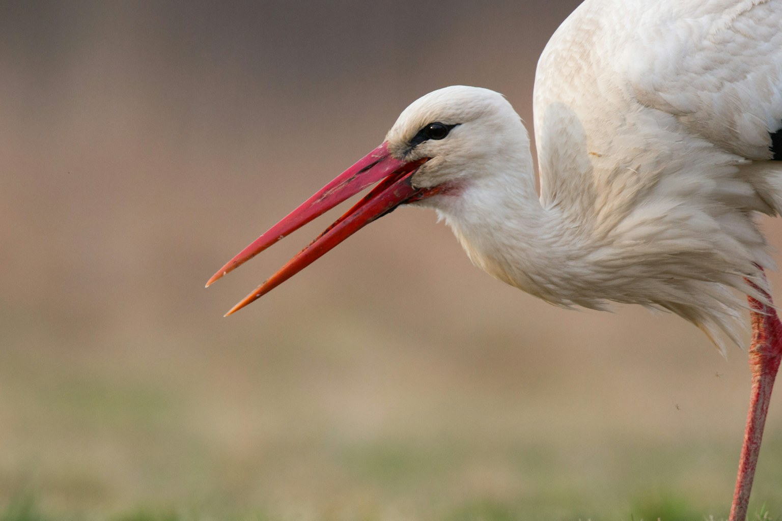 White stork in grassland close-up