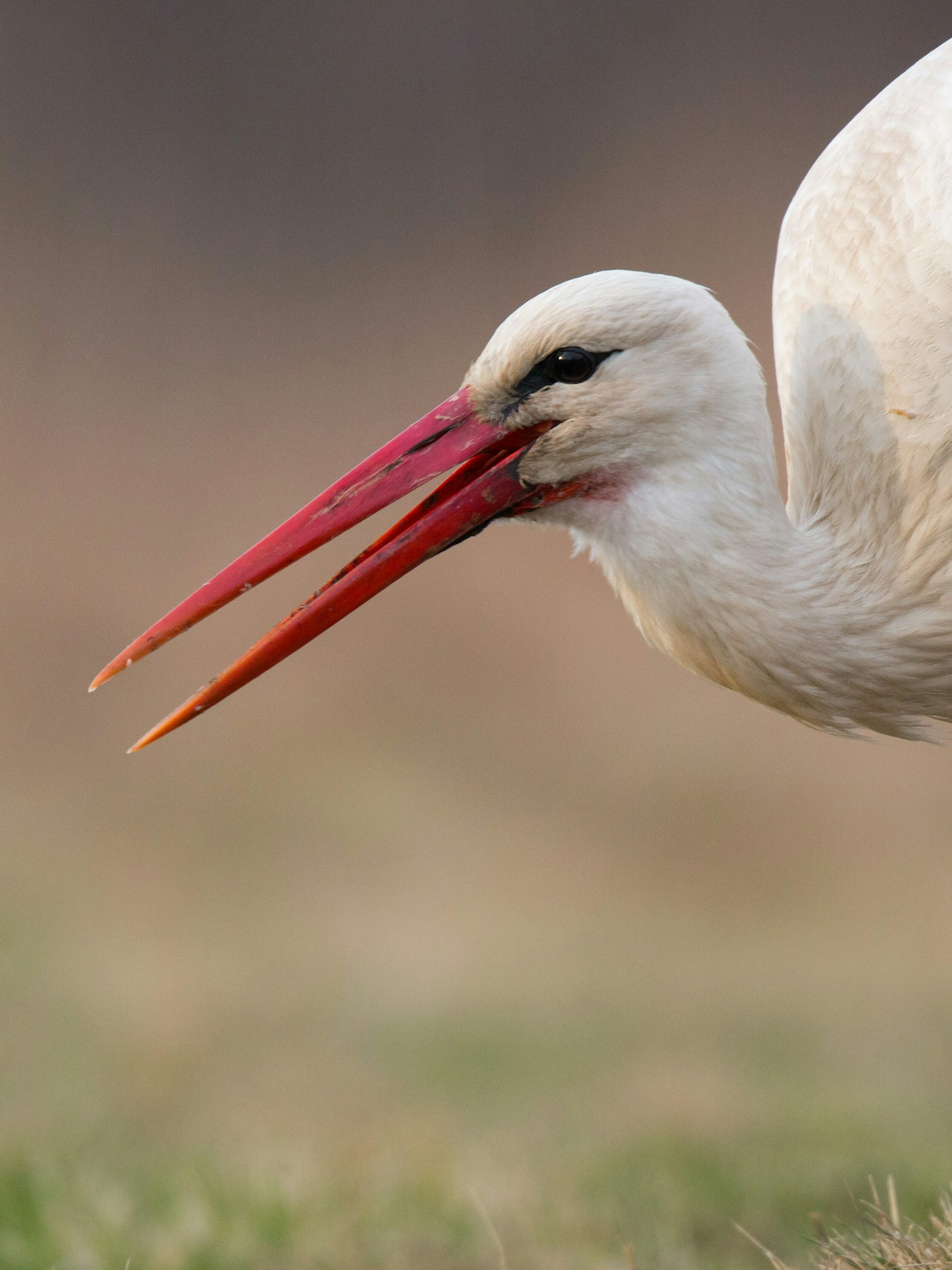 White stork in grassland close-up