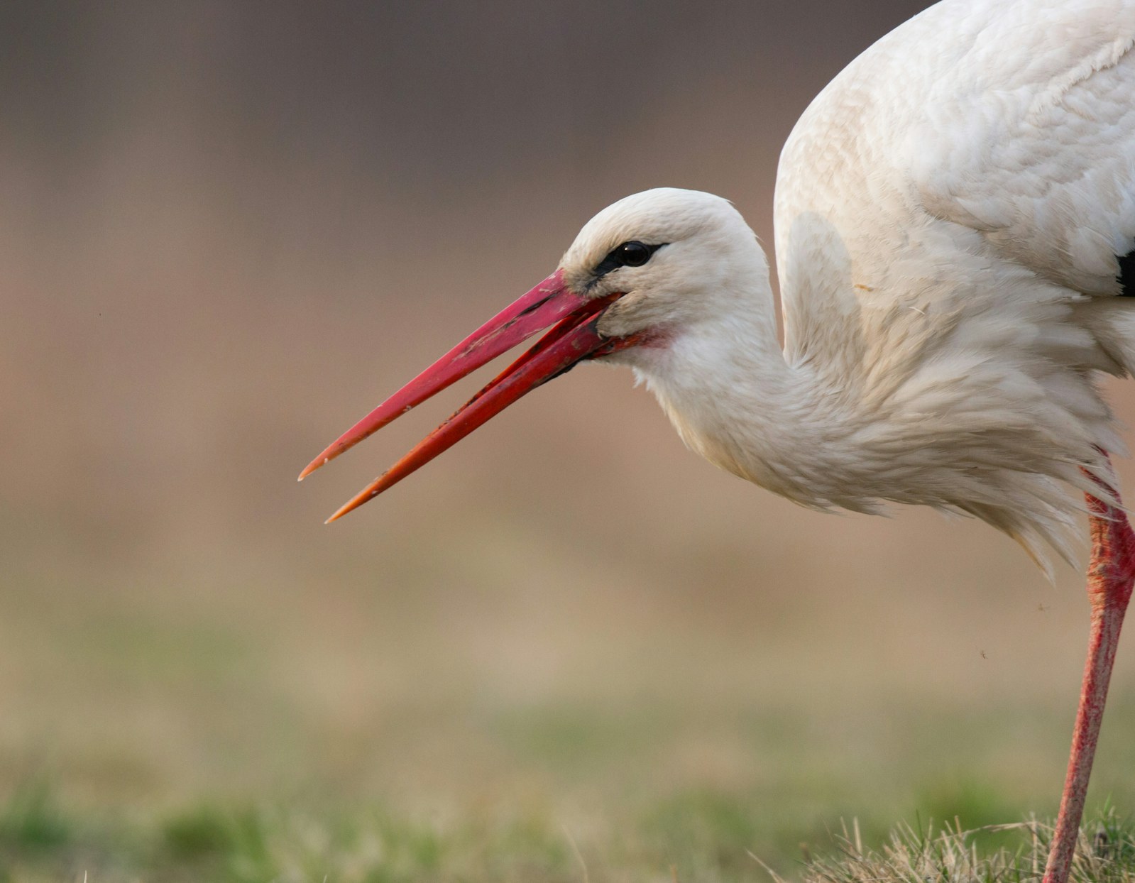 White stork in grassland close-up