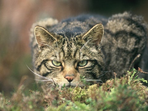 wildcat