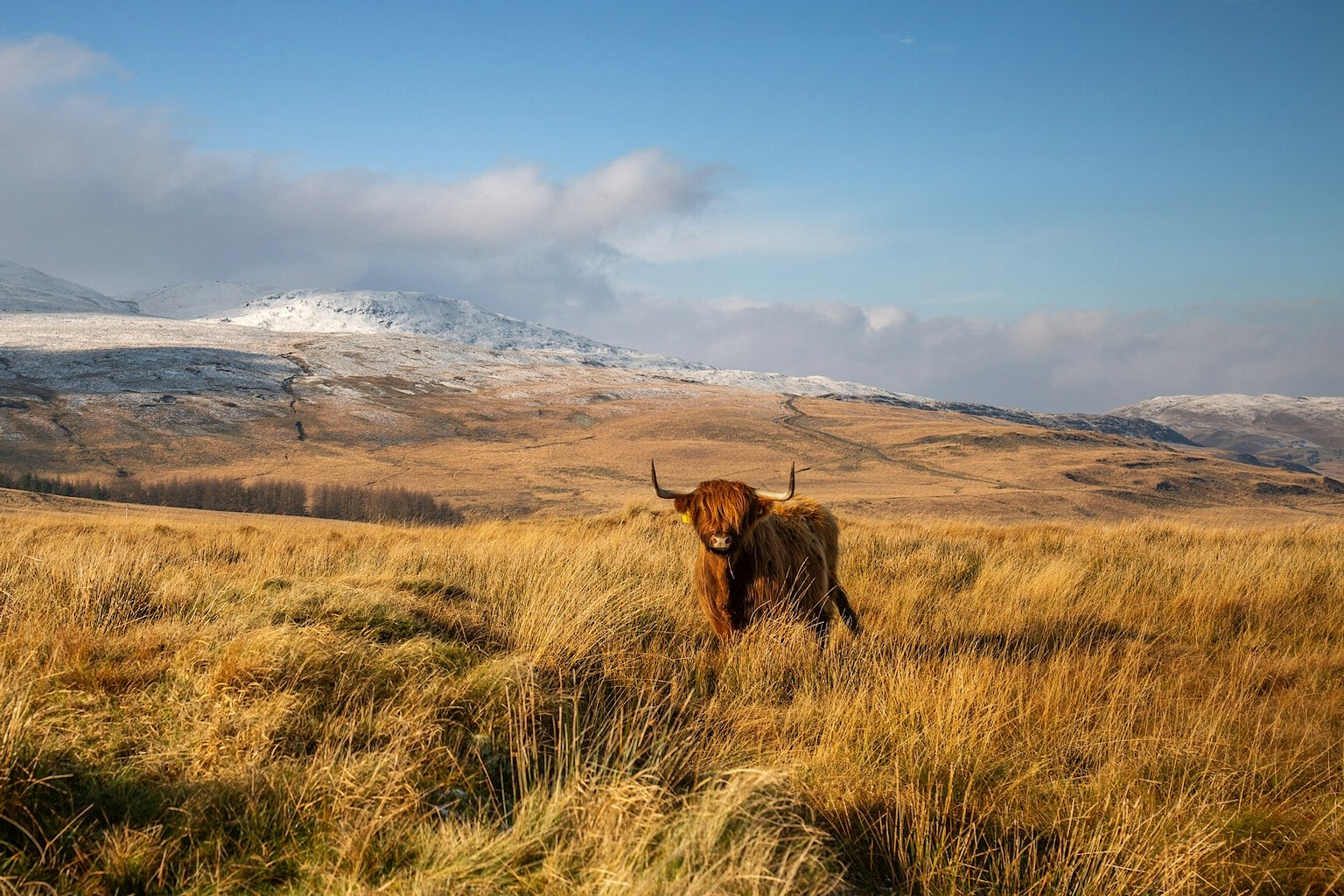 Highland cattle on pumlumon