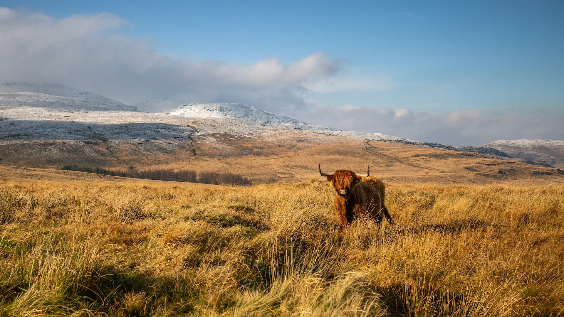 Highland cattle on pumlumon