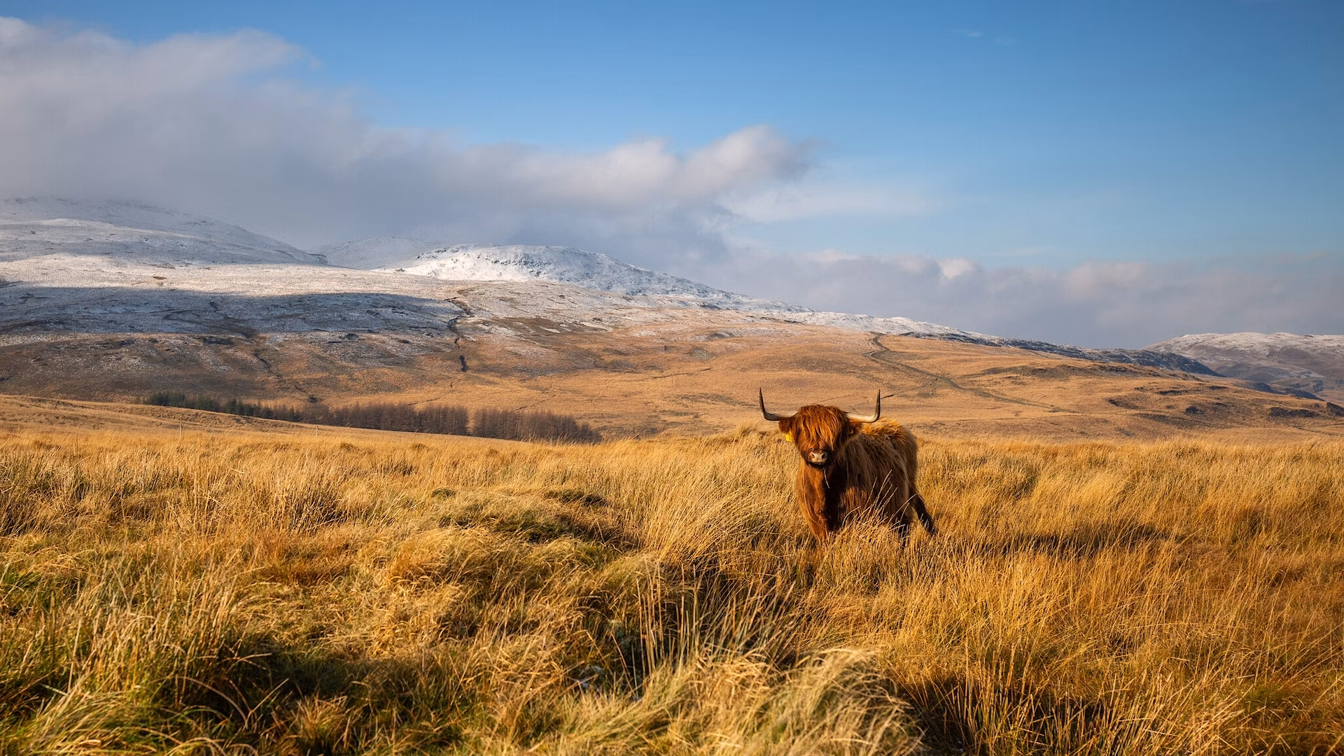 Highland cattle on pumlumon