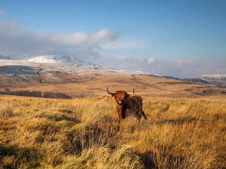 Highland cattle on pumlumon