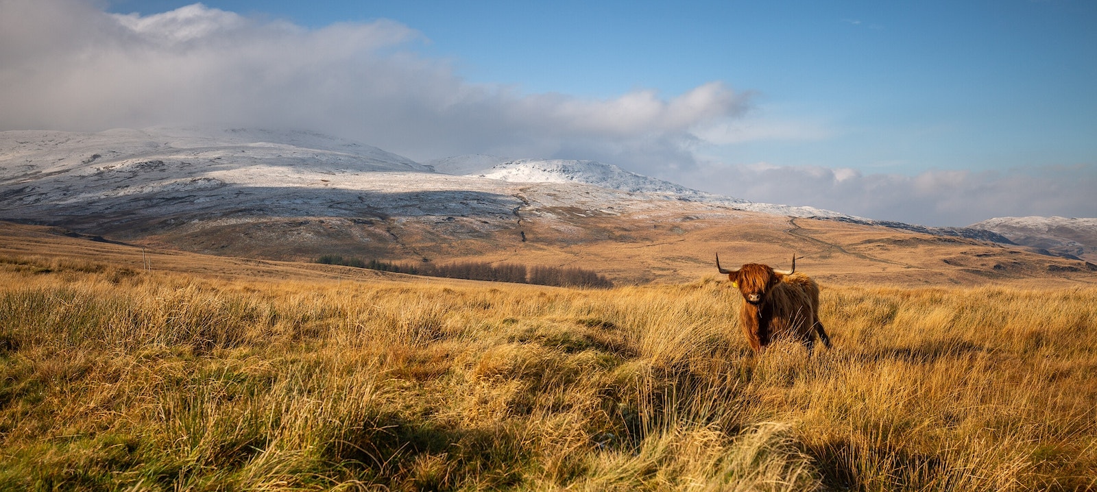 Highland cattle on pumlumon