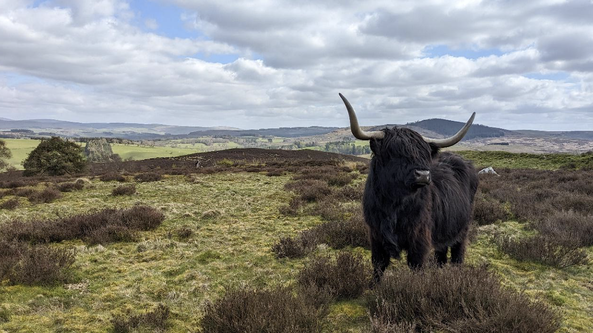 Highland cow in Northumberland landscape