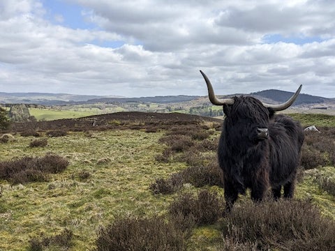 Highland cow in Northumberland landscape