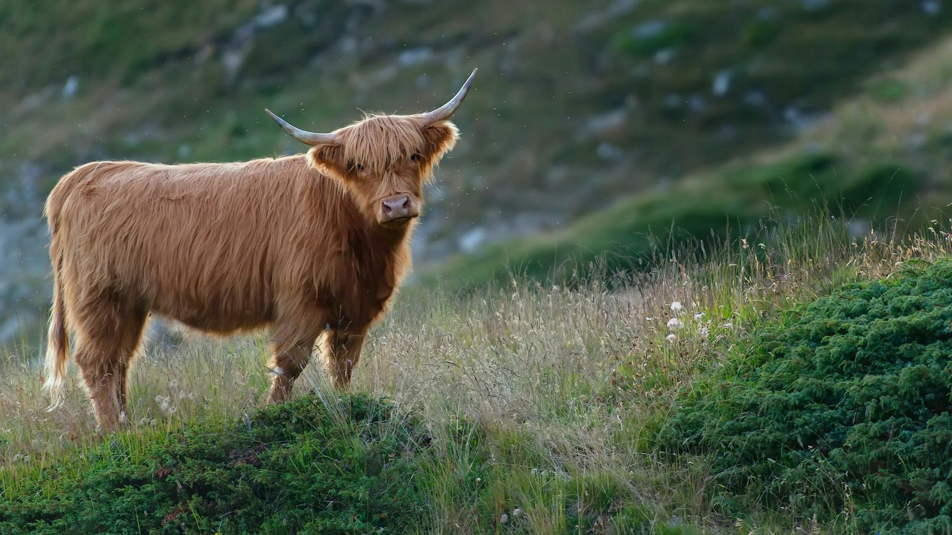 Highland cow in grassland